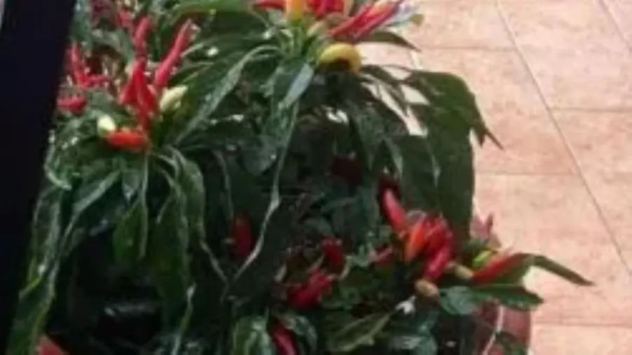 images Al Festival di Sanremo arriva anche il Peperoncino Calabrese con “Sanremo piccante” 