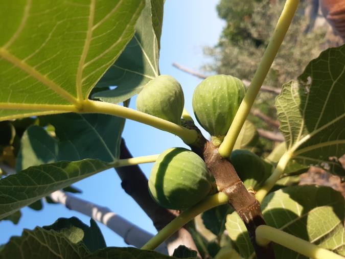 Gianpiero Taverniti: "Fichi secchi di Calabria scaldati da dolcezze identitarie" images Gianpiero Taverniti: "Fichi secchi di Calabria scaldati da dolcezze identitarie"