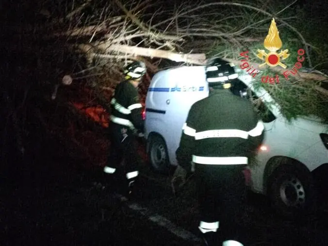 Albero secolare si abbatte sulla Statale 280 cadendo su un furgone: illeso il conducente images Albero secolare si abbatte sulla Statale 280 cadendo su un furgone: illeso il conducente