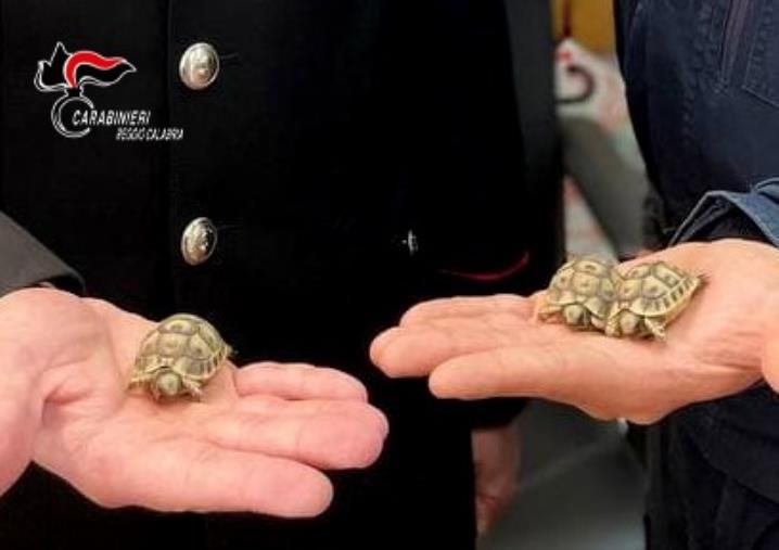 images Grotteria: 2 arresti per coltivazione di marijuana e un uomo denunciato per detenzione di “testuggini di Hermann”