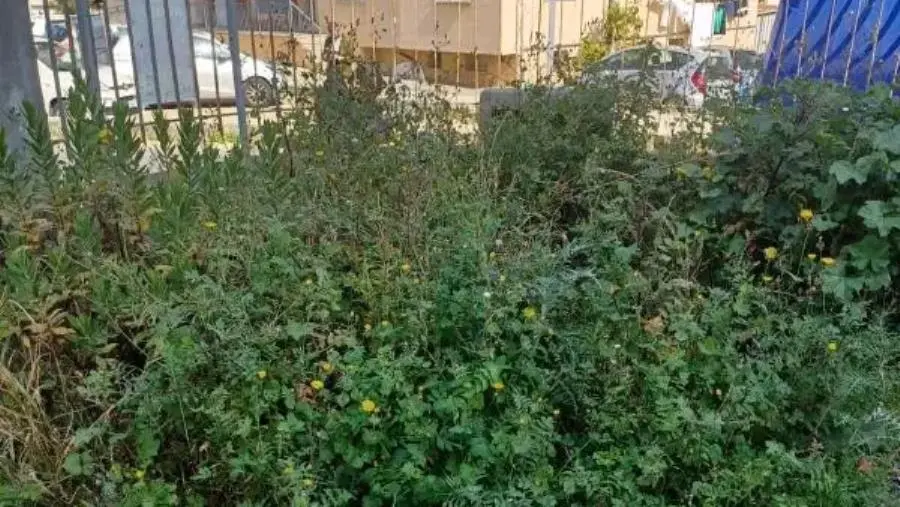 Catanzaro, la denuncia di Assisi: “Topi, erbacce e rifiuti pericolosi nei cortili delle scuole a sud”  images Catanzaro, la denuncia di Assisi: “Topi, erbacce e rifiuti pericolosi nei cortili delle scuole a sud”