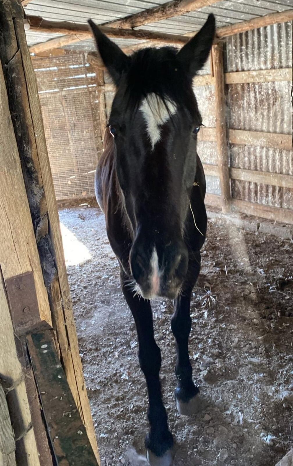 Appello urgente nella Sila Piccola Catanzarese: si cerca un cavallo nero con una stella bianca sulla fronte images Appello urgente nella Sila Piccola Catanzarese: si cerca un cavallo nero con una stella bianca sulla fronte