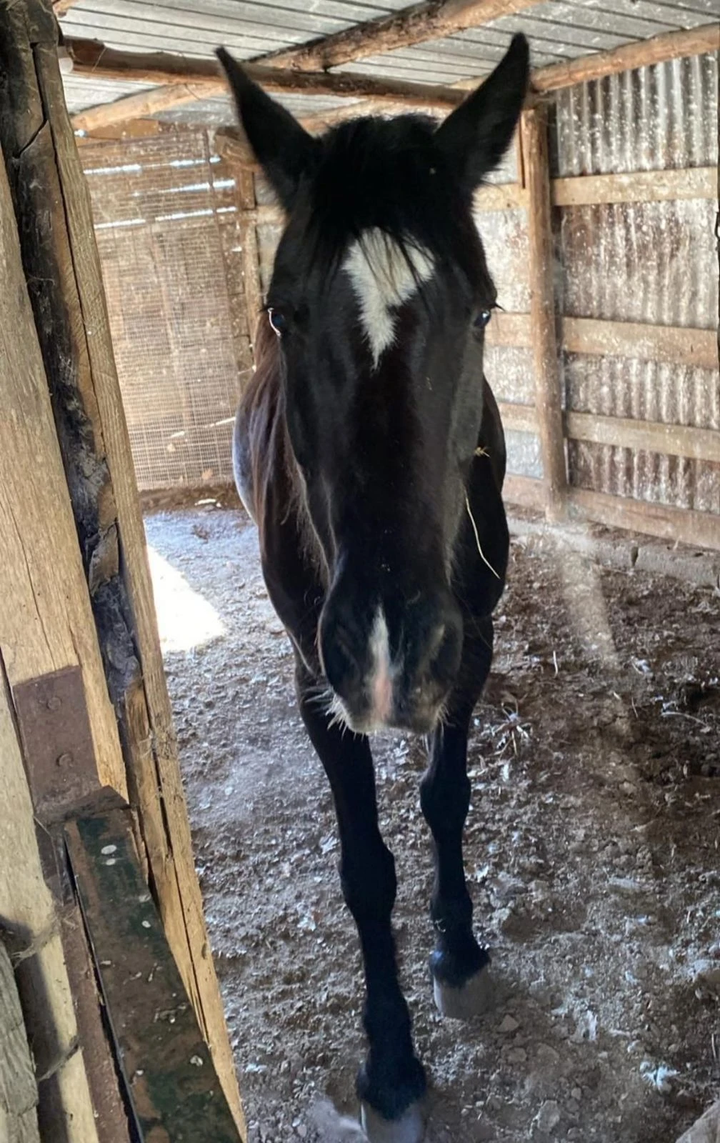 Appello urgente nella Sila Piccola Catanzarese: si cerca un cavallo nero con una stella bianca sulla fronte 