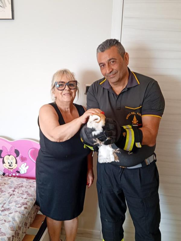 Stupore a Catanzaro Lido, apre l’armadio e si trova faccia a faccia con un barbagianni: messo in salvo dal Cras
