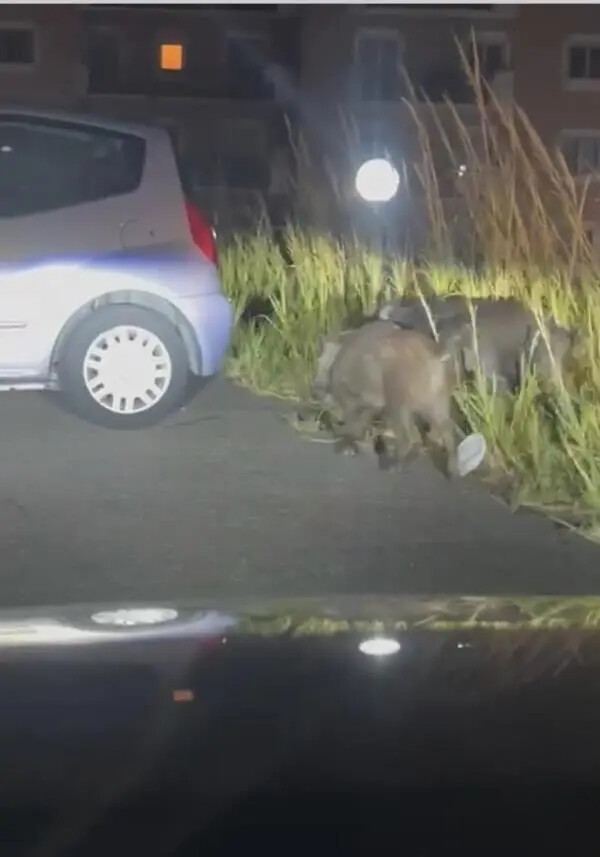 Emergenza cinghiali a Catanzaro: cresce la preoccupazione dei cittadini
images Emergenza cinghiali a Catanzaro: cresce la preoccupazione dei cittadini