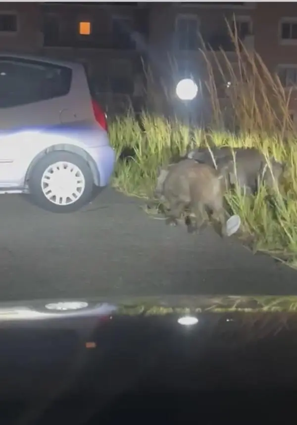 Emergenza cinghiali a Catanzaro: cresce la preoccupazione dei cittadini
images Emergenza cinghiali a Catanzaro: cresce la preoccupazione dei cittadini