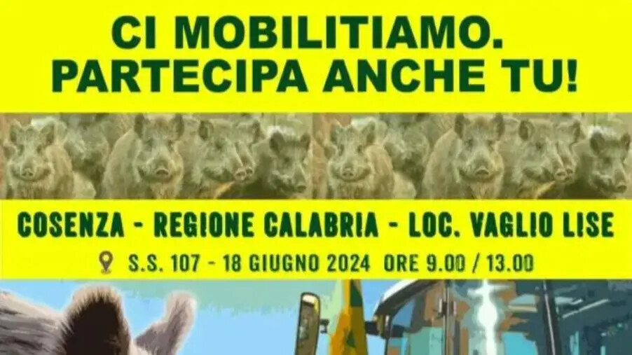 images Basta cinghiali e fauna selvatica incontrollata: per Coldiretti Calabria dal 18 giugno sarà mobilitazione ad oltranza