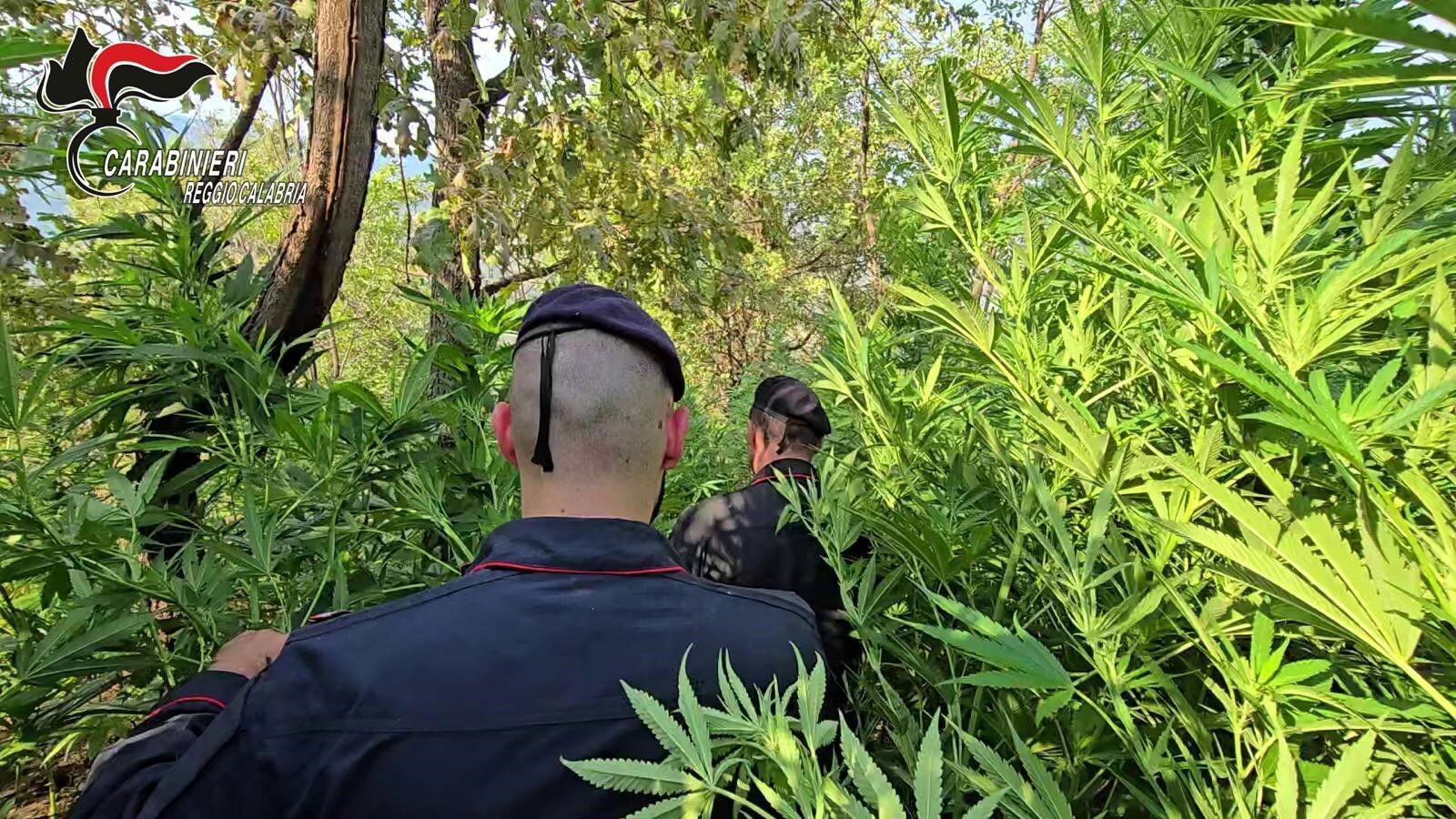 Scoperta una piantagione di droga nel Reggino, 3 arresti images Scoperta una piantagione di droga nel Reggino, 3 arresti