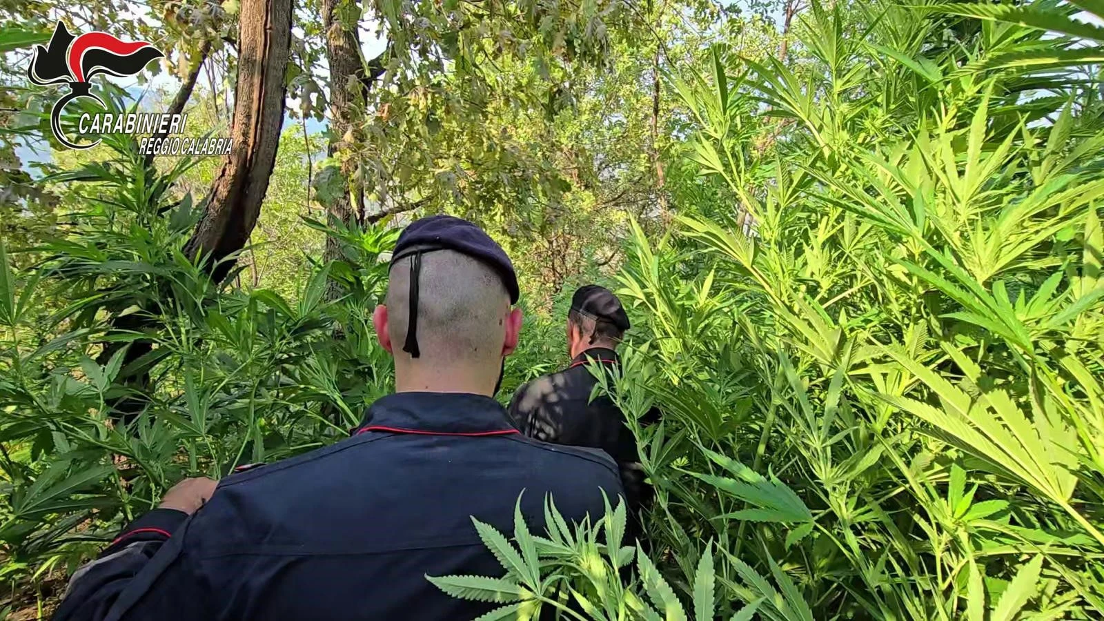 Scoperta una piantagione di droga nel Reggino, 3 arresti 