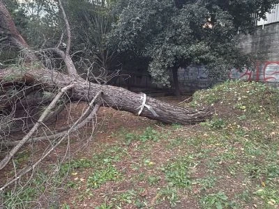 Maltempo a Catanzaro, caduto un grande albero in Viale De Filippis