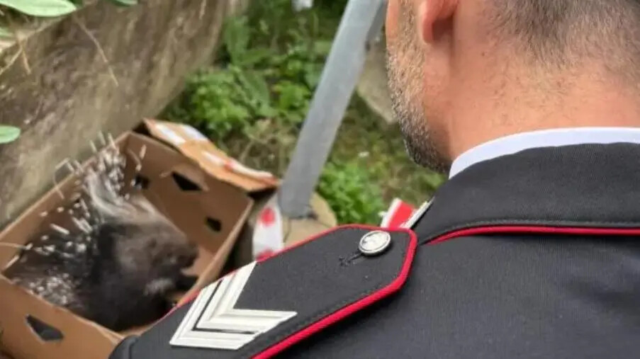 Girifalco, Carabinieri salvano un istrice ferito sul ciglio della strada images Girifalco, Carabinieri salvano un istrice ferito sul ciglio della strada