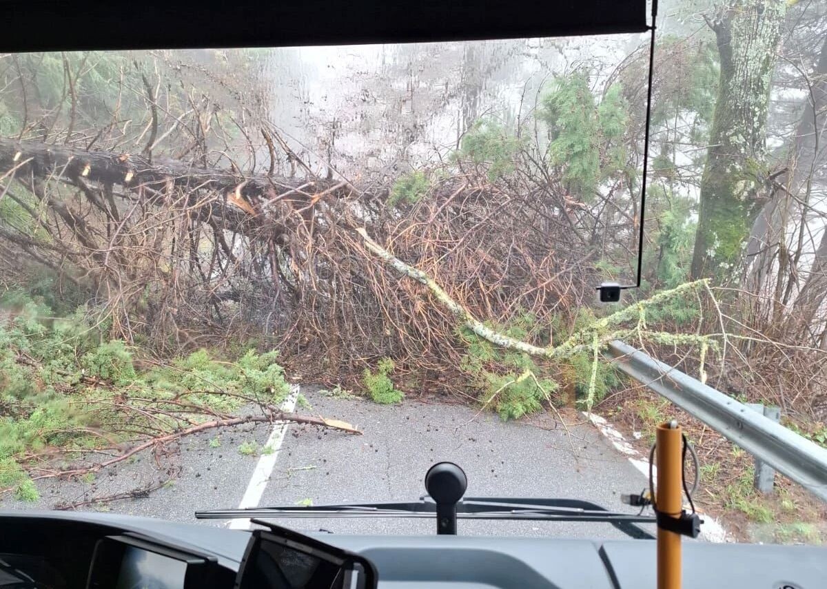 images Tragedia sfiorata sulla tratta Soveria Mannelli-Catanzaro: albero si abbatte sulla carreggiata