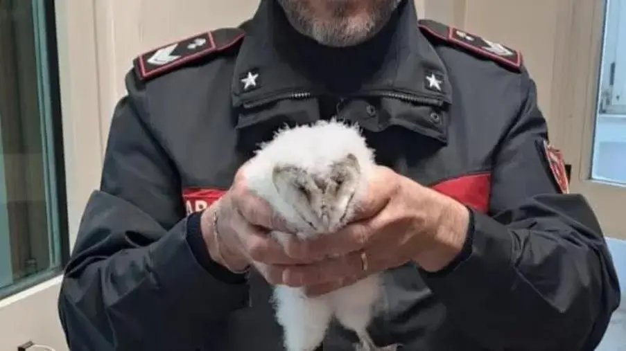 images Ad Amaroni i carabinieri salvano un rapace notturno  