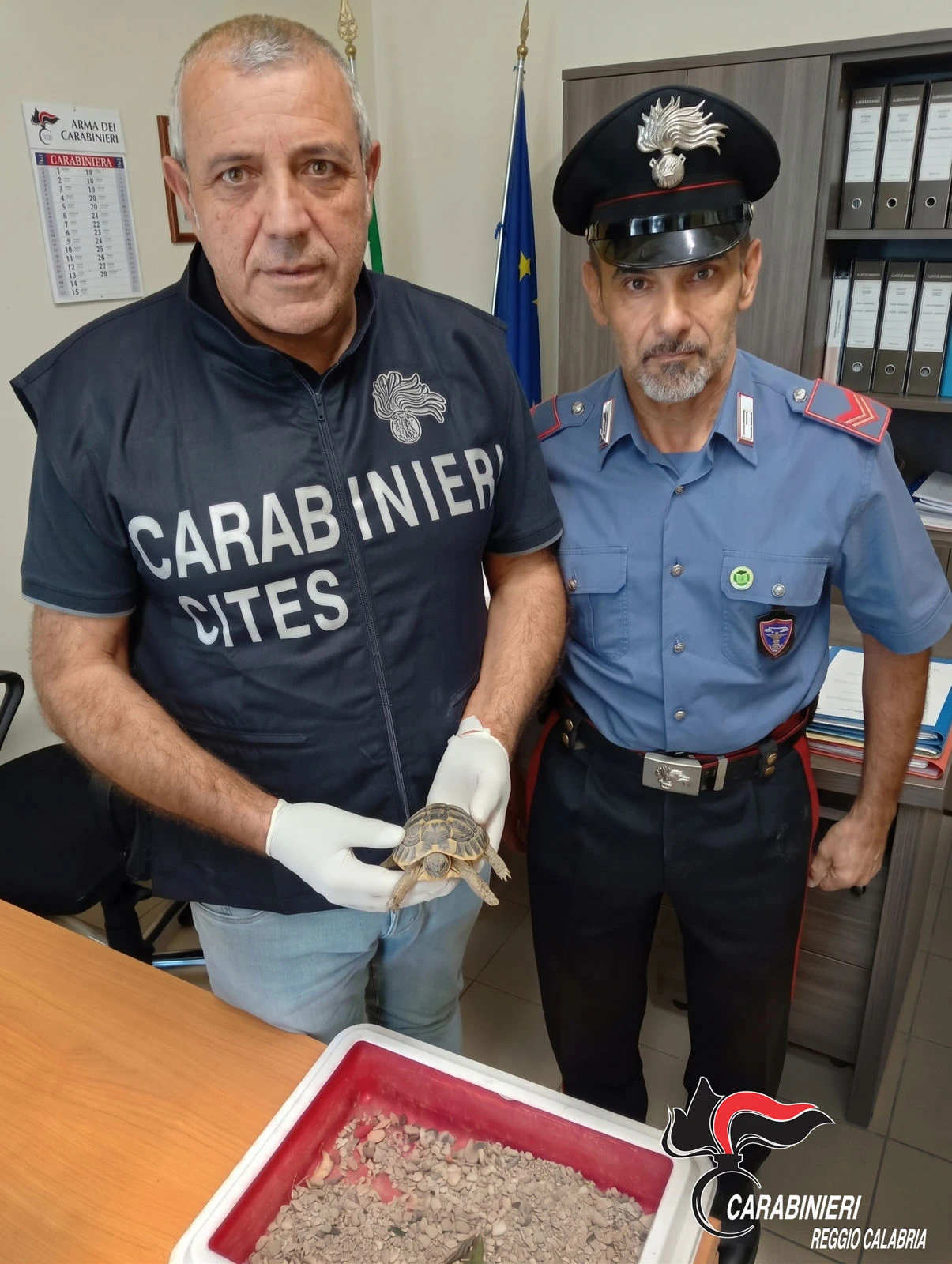 Controlli nel Reggino, arrestato un giovane con droga e una denuncia per detenzione di una tartaruga protetta 