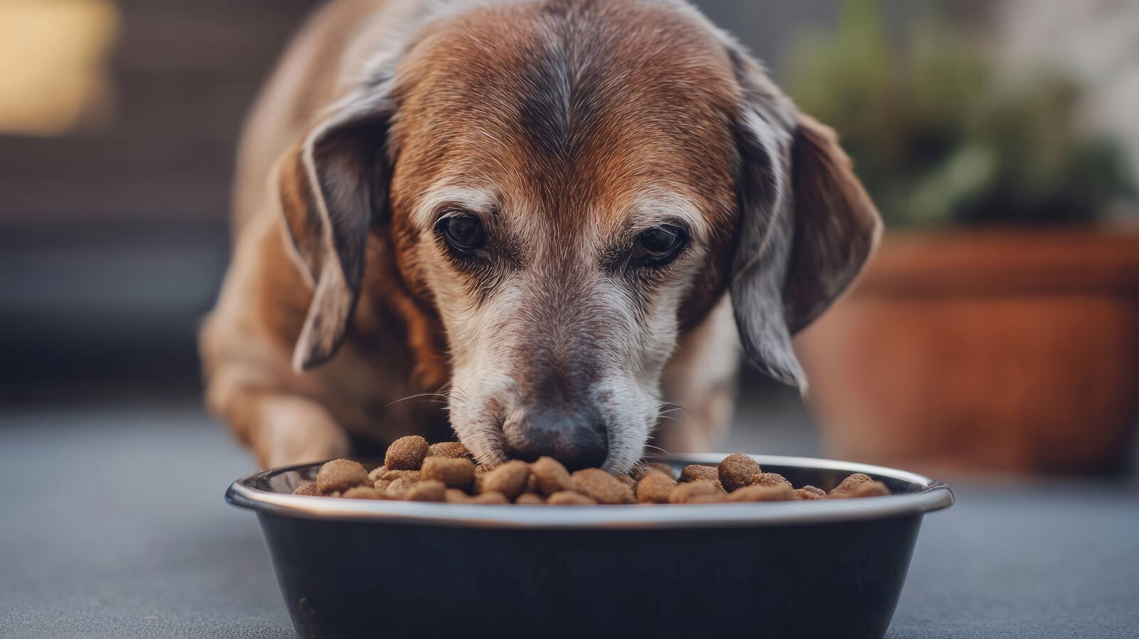 images "Aggiungi un nonno a tavola": chi adotta cani e gatti anziani dal Rifugio LNDC di Soverato riceve un anno di cibo