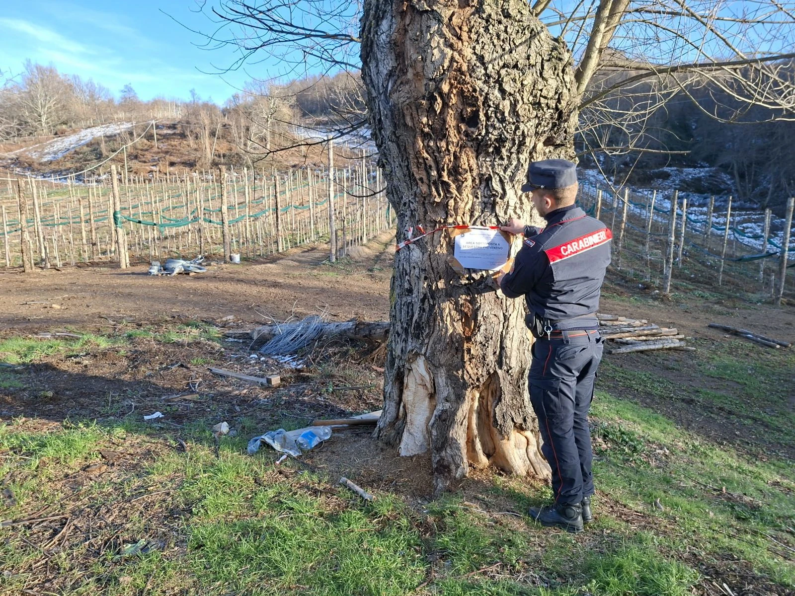 Tagli abusivi di alberi nei boschi della Presila, individuati dai Carabinieri Forestali i 2 responsabili 