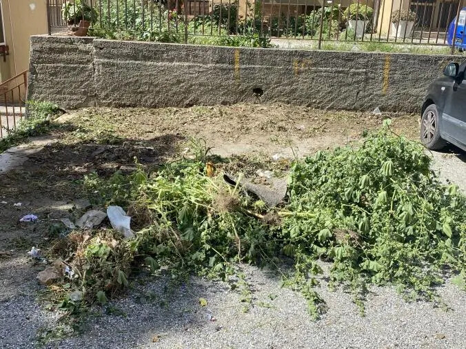 images Verde pubblico, a viale Isonzo la pulizia è "autogestita"