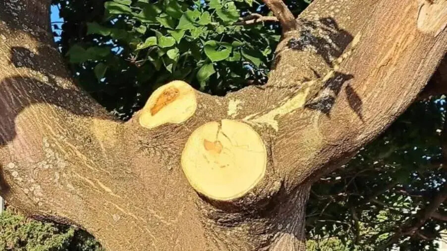 images L'appello del Comitato Pro Orto botanico Santicelli di Guardavalle: "Gli alberi implorano pietà e cure"