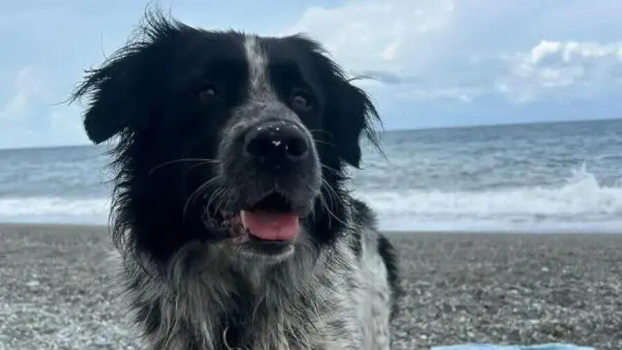 Cerisano, scompare il cane Giove: “Troppi indizi strani, aiutateci a riportarlo a casa”
images Cerisano, scompare il cane Giove: “Troppi indizi strani, aiutateci a riportarlo a casa”