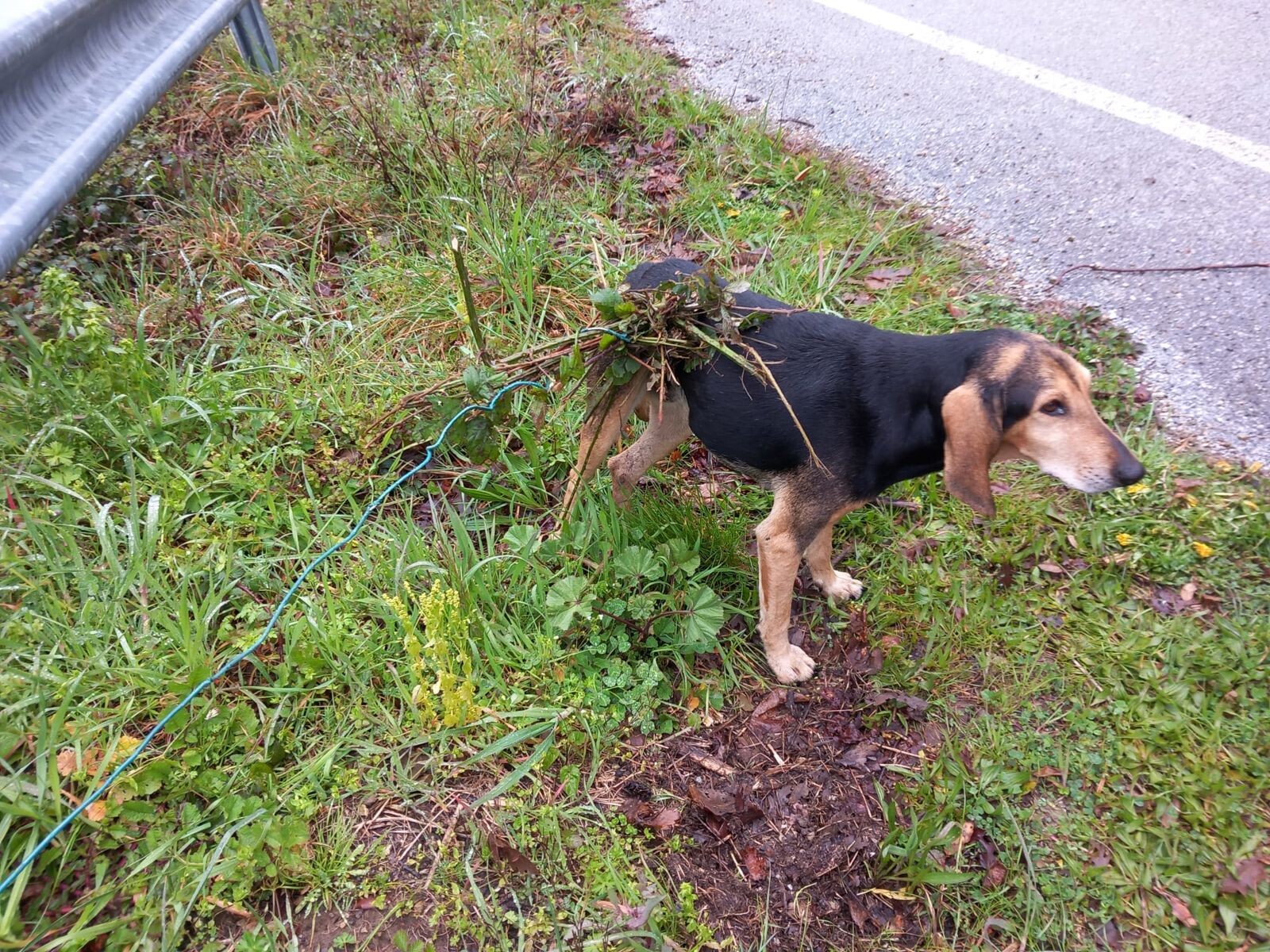 images Salvato un cane da una trappola abusiva per cinghiali nei boschi del Lametino