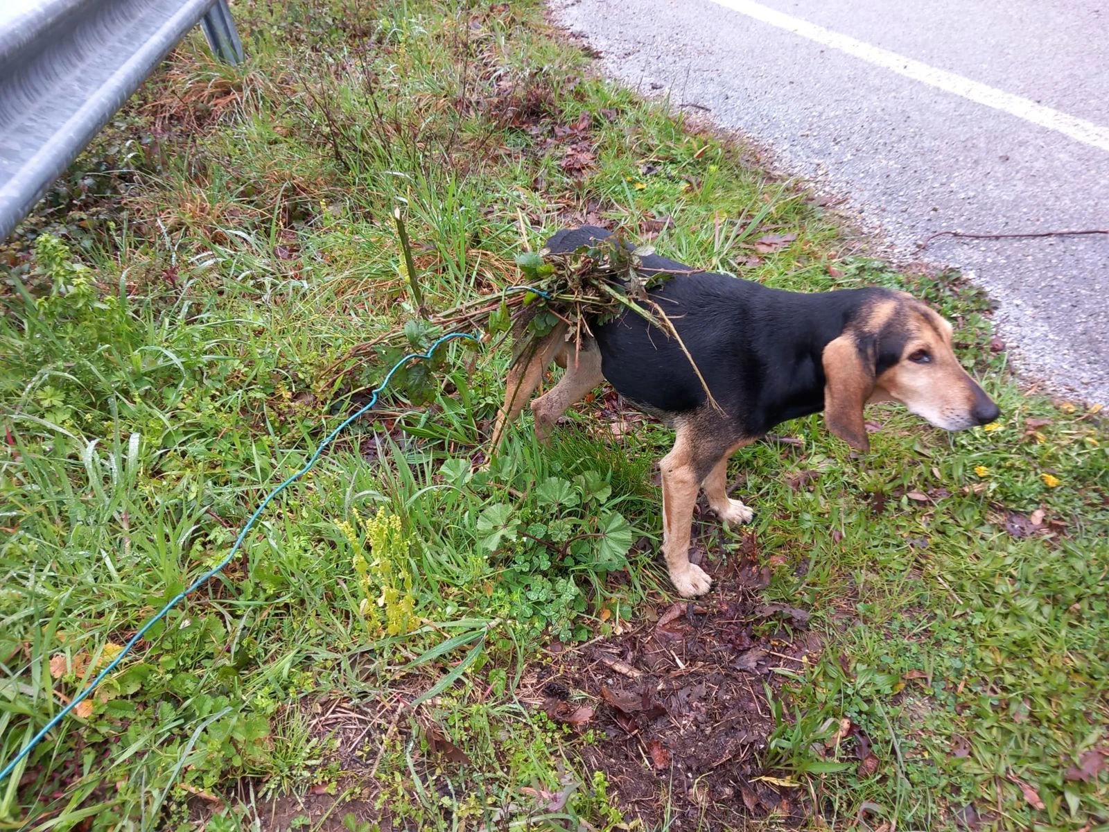 Salvato un cane da una trappola abusiva per cinghiali nei boschi del Lametino