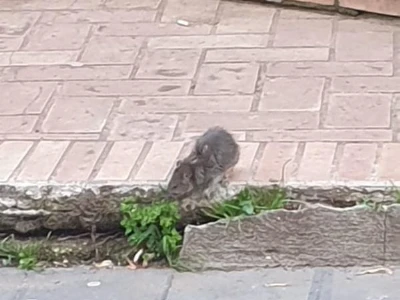 Topi tra i banchi a Vibo, chiusa la Scuola dell'infanzia plesso Vespucci per derattizzazione