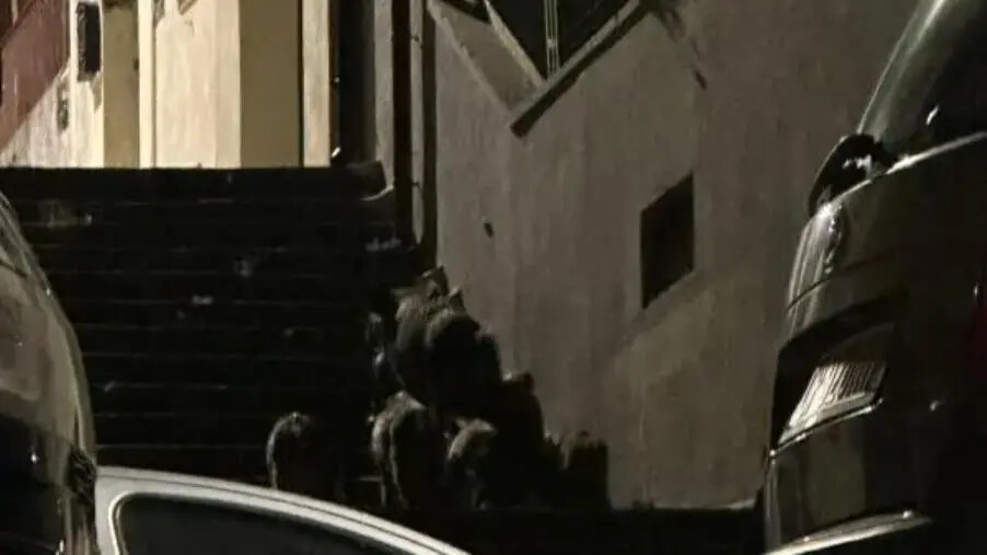 Catanzaro, un branco di cinghiali in pieno centro: residenti nel panico chiedono intervento immediato
images Catanzaro, un branco di cinghiali in pieno centro: residenti nel panico chiedono intervento immediato