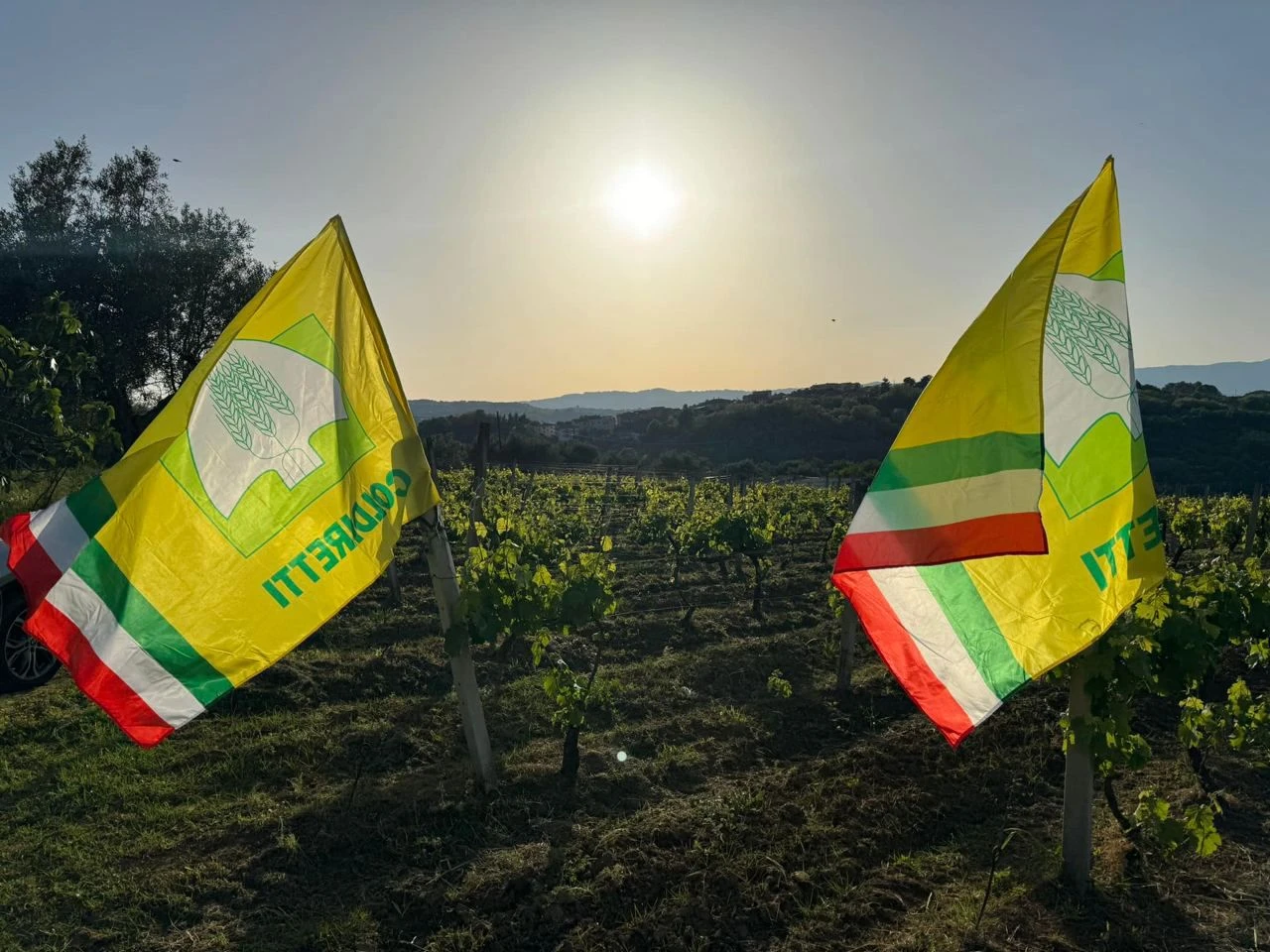 Vigneto Calabria: Coldiretti, anche in Calabria vendemmia al via in anticipo tra clima e rincari