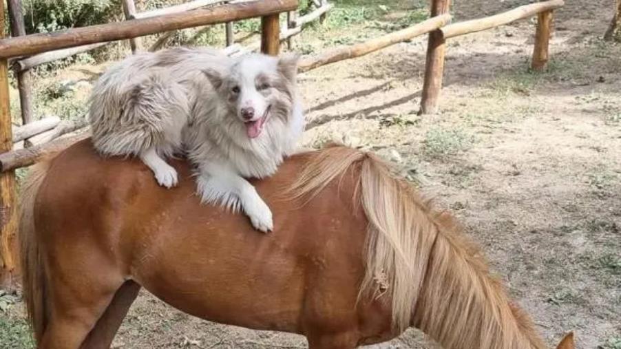 images Catanzaro, uccisi i cani della pet therapy per ragazzi autistici: l’appello del CASM per l’associazione Equipariamo