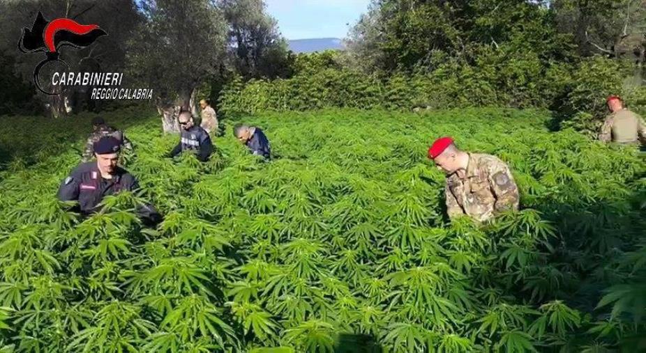 San Giovanni di Gerace, beccato con una piantagione di marijuana nell’area demaniale: arrestato un 55enne images San Giovanni di Gerace, beccato con una piantagione di marijuana nell’area demaniale: arrestato un 55enne