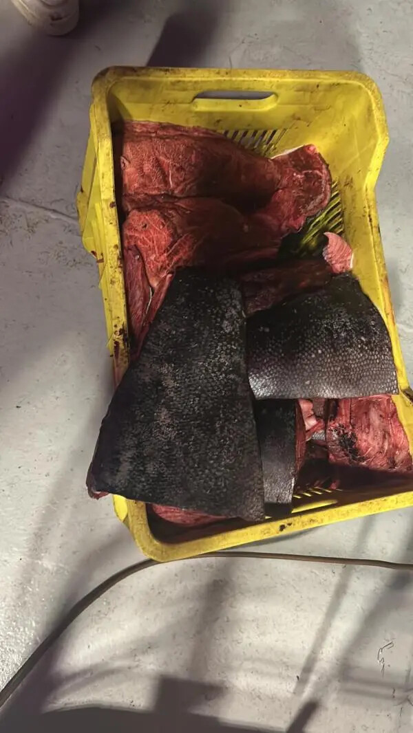 images Guardia costiera di Gioia Tauro contro la pesca illegale del tonno rosso: sequestrati oltre 500 Kg