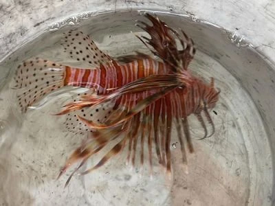 Soverato, pescatori recuperano un pesce scorpione: terzo avvistamento in un mese