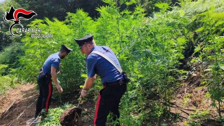 images Scoperta e distrutta un’altra piantagione di marijuana nel Reggino: la quinta in pochi giorni
