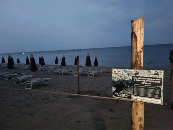 images Tartaruga marina deposita uova sulla spiaggia di Squillace 