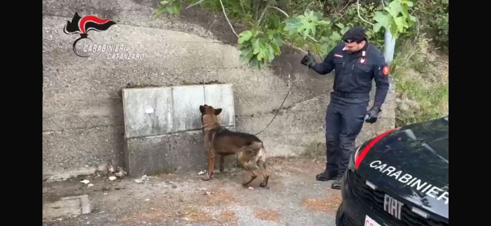 images Il fiuto di Manco non tradisce e svela droga nascosta nei contatori dell'acqua: 4 denunce a Pentone