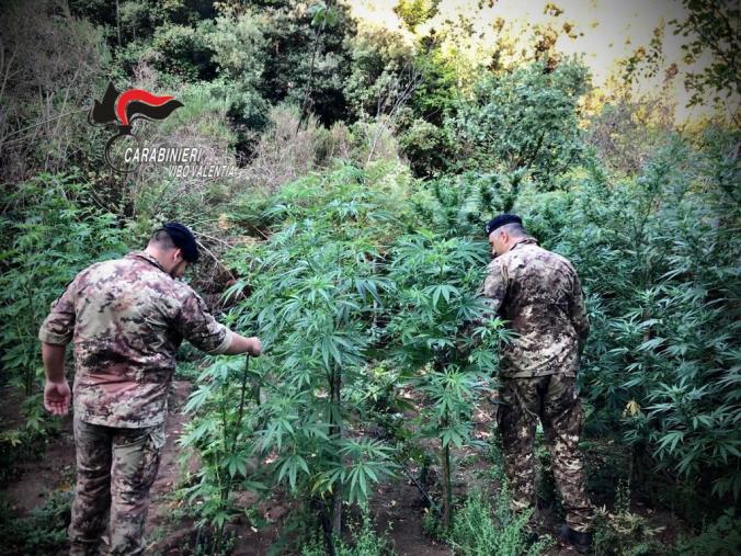 Maxi blitz anti marijuana nel Vibonese: sequestrate circa 1000 piantine images Maxi blitz anti marijuana nel Vibonese: sequestrate circa 1000 piantine