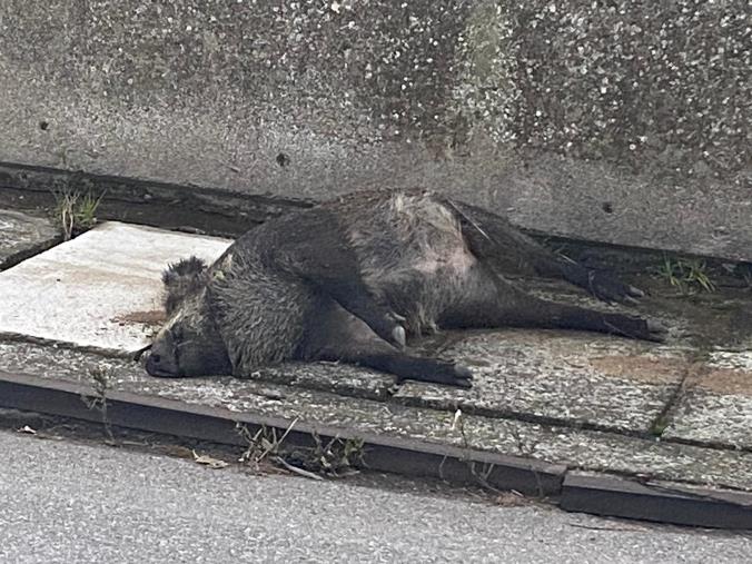 Catanzaro, carcassa di cinghiale abbandonata da giorni sul ciglio della strada  images Catanzaro, carcassa di cinghiale abbandonata da giorni sul ciglio della strada