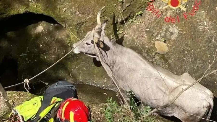 Gimigliano, salvato dai vigili del fuoco un bovino caduto in un dirupo images Gimigliano, salvato dai vigili del fuoco un bovino caduto in un dirupo