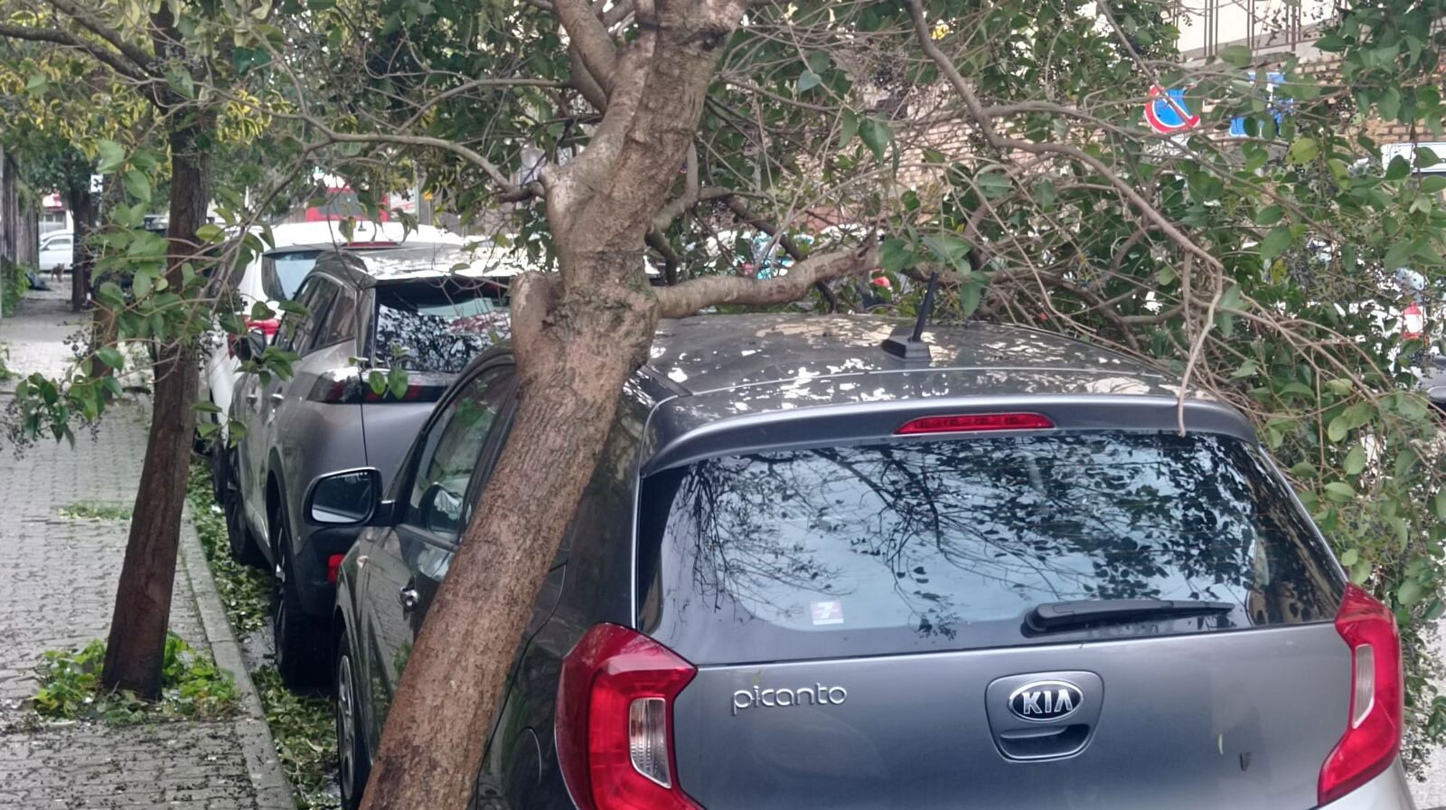 images Maltempo a Catanzaro, caduti alberi in zona Stadio: danni alle auto parcheggiate 