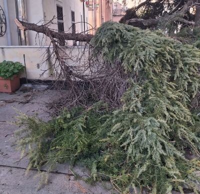 Catanzaro, Harry spezza un grosso ramo che si abbatte su una casa: "Nessuno lo vuole tagliare" images Catanzaro, Harry spezza un grosso ramo che si abbatte su una casa: "Nessuno lo vuole tagliare"