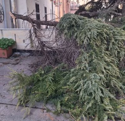 Catanzaro, Harry spezza un grosso ramo che si abbatte su una casa: "Nessuno lo vuole tagliare"