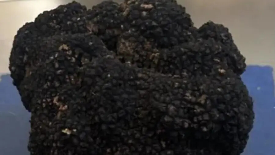 Tartufo di Calabria, il CREA capofila della filiera: a Rende la presentazione images Tartufo di Calabria, il CREA capofila della filiera: a Rende la presentazione