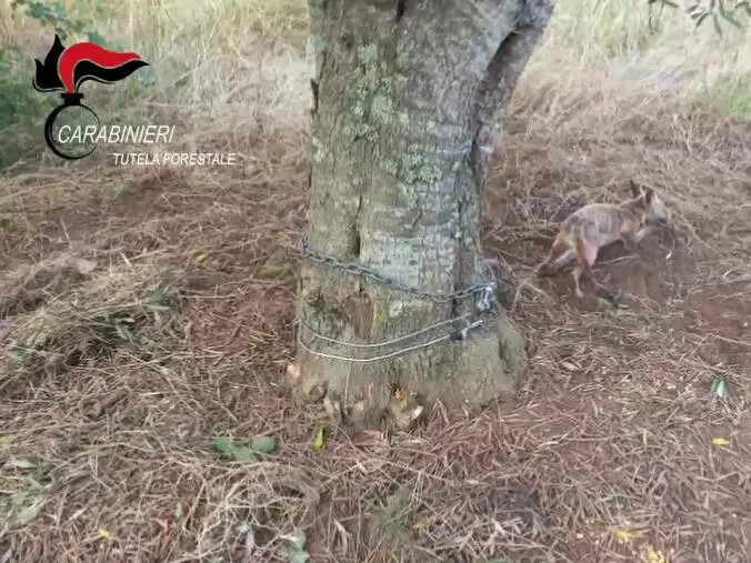 images I Forestali a Campo Calabro soccorrono una volpe catturata con trappola abusiva