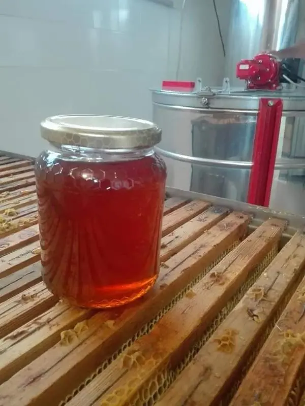 L'appello di Taverniti ai nuovi europarlamentari: "Salviamo le api" images L'appello di Taverniti ai nuovi europarlamentari: "Salviamo le api"