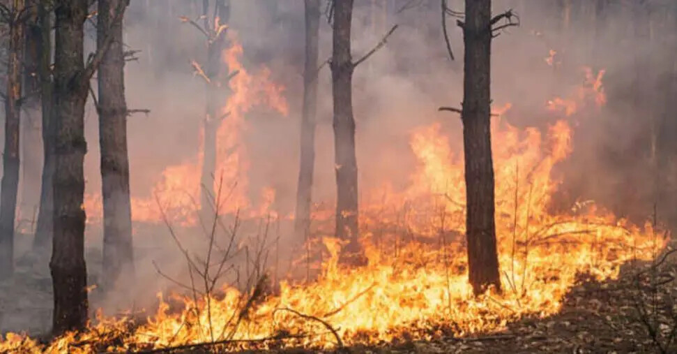images Emergenza incendi, le 10 proposte di&nbsp;Legambiente Calabria