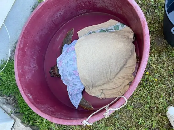 images La Guardia Costiera di Gioia Tauro soccorre un esemplare femmina di Caretta Caretta di 35 anni in difficoltà all’interno del porto di Gioia Tauro