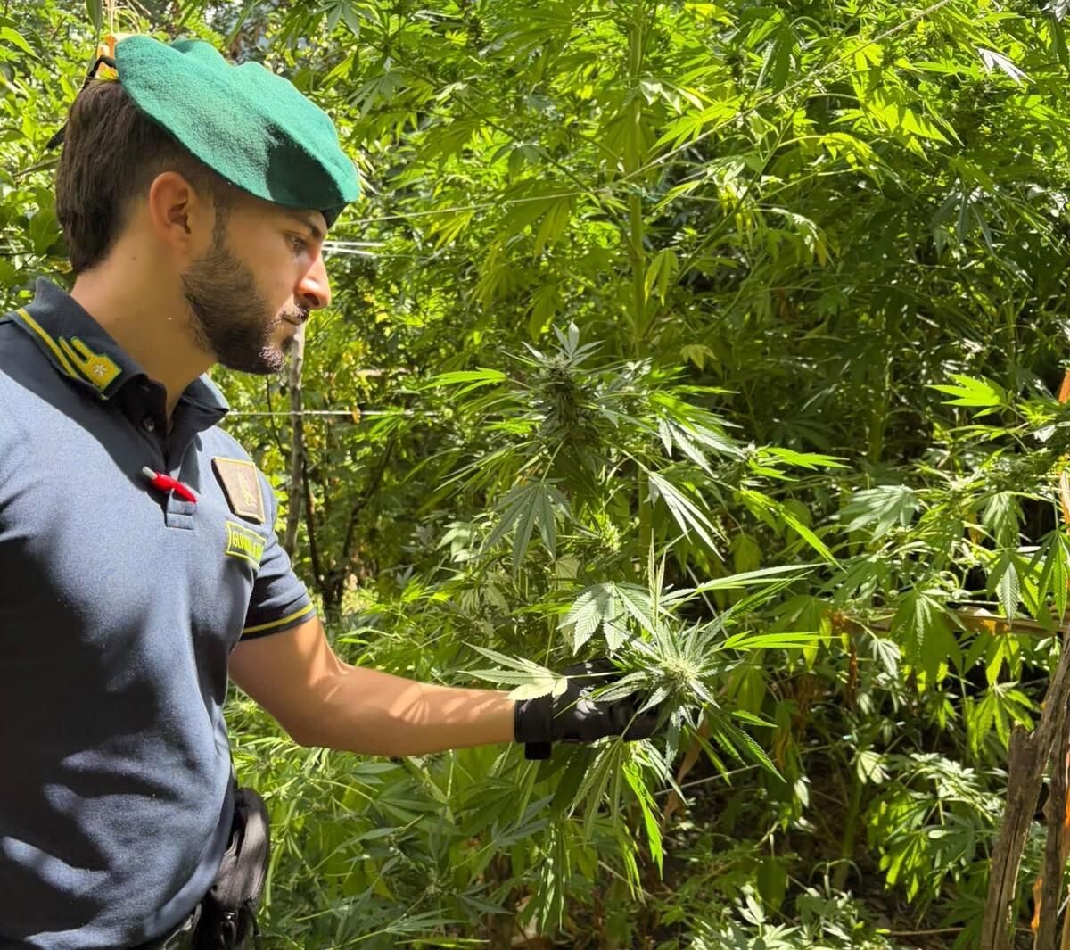 images Individuate 10 piantagioni di marijuana nel Reggino: molte piante superavano i 3 metri di altezza