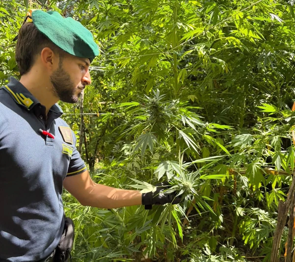 Individuate 10 piantagioni di marijuana nel Reggino: molte piante superavano i 3 metri di altezza