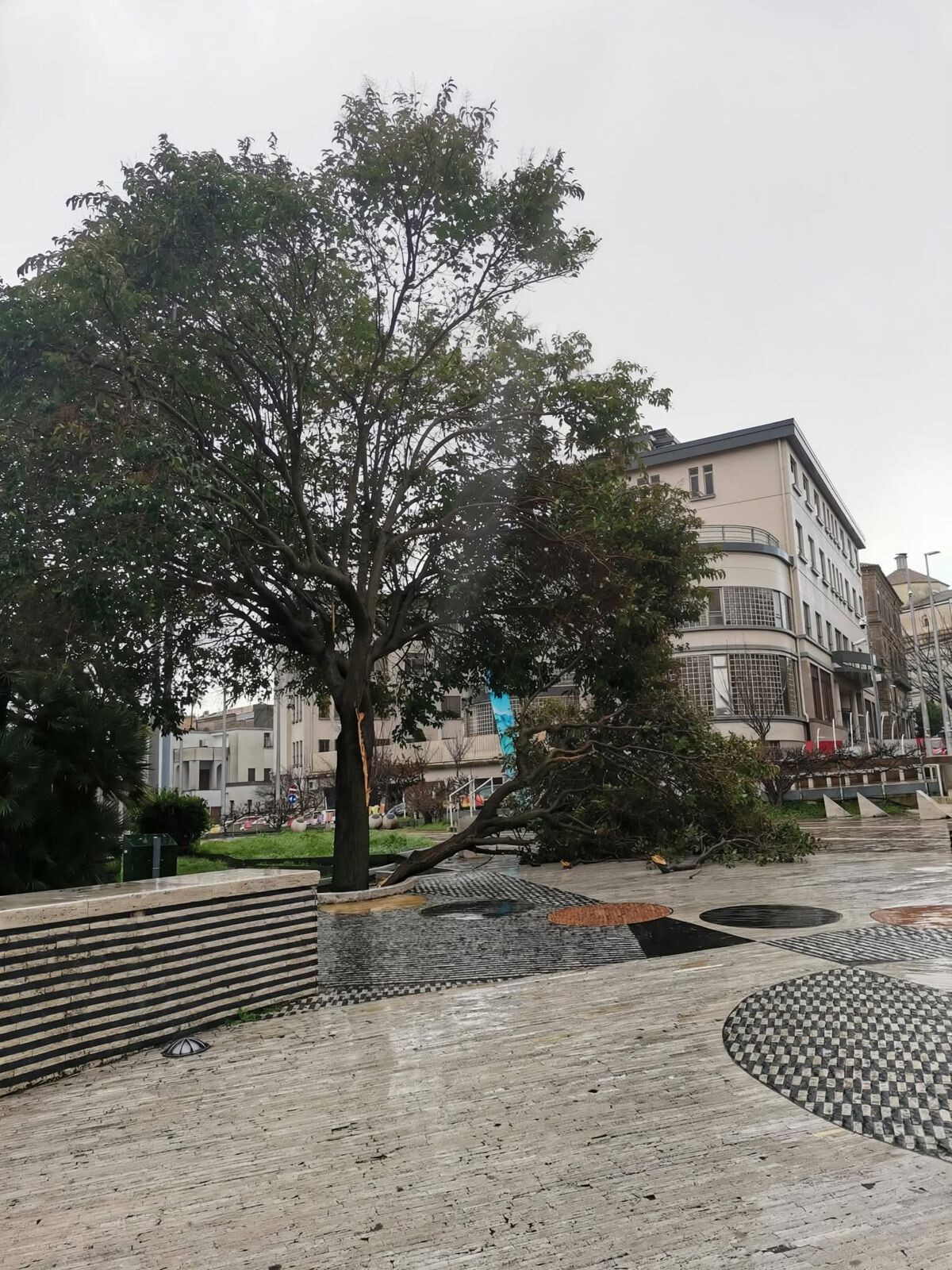 images Maltempo: a Catanzaro raffiche di vento, pioggia intensa e alberi abbattuti