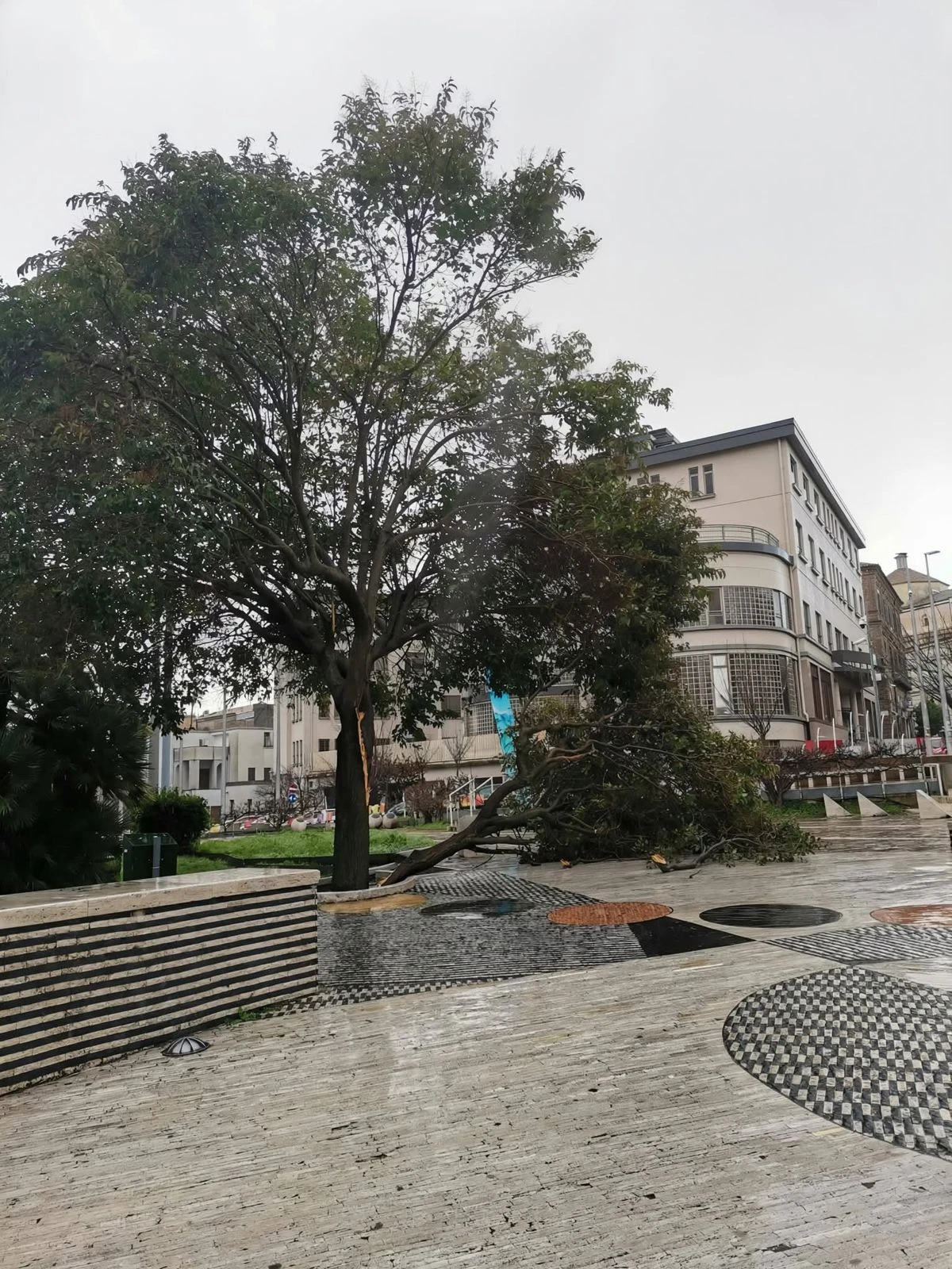 Maltempo: a Catanzaro raffiche di vento, pioggia intensa e alberi abbattuti